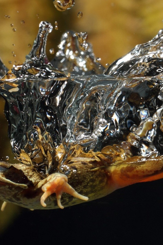 Ящерица упала в воду