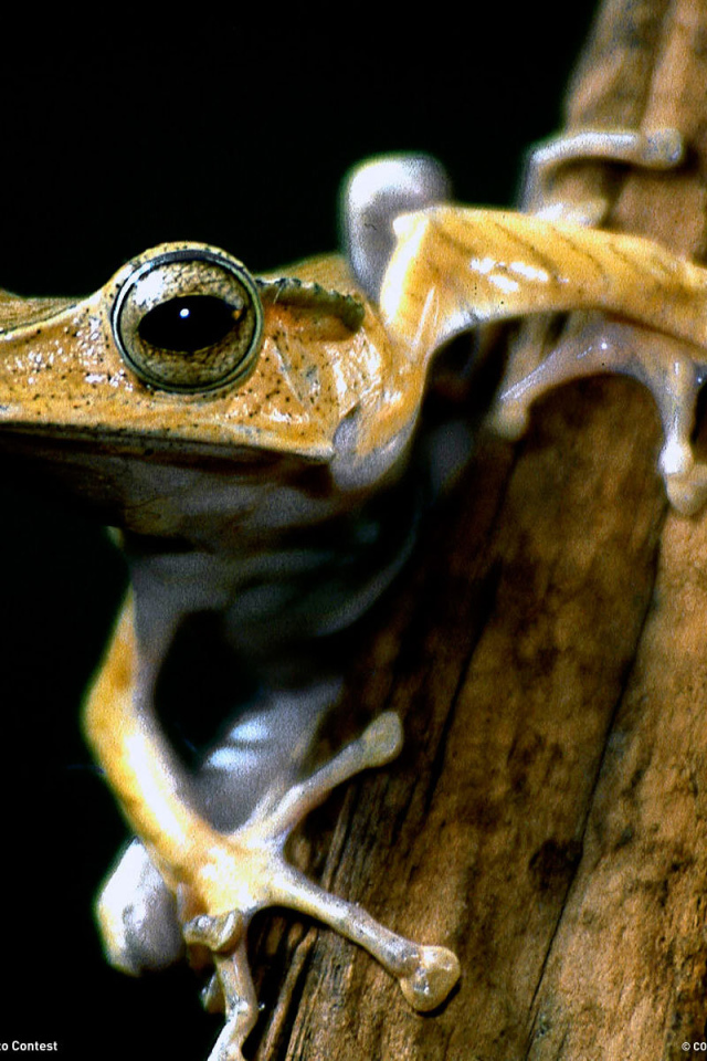 Древесная лягушка на ветке