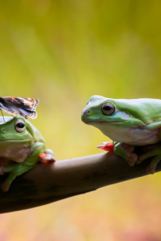 Две лягушки сидят на ветке