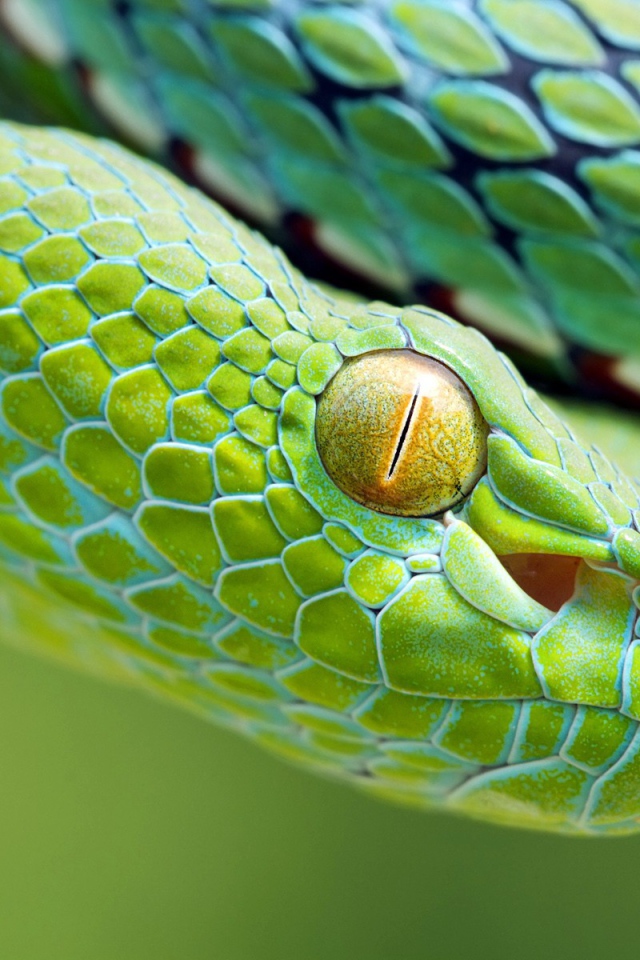 Желтый глаз зеленой змеи