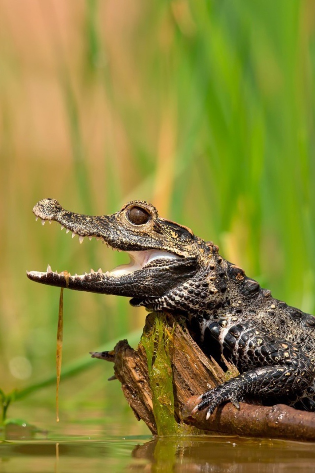 Молодой крокодил в болоте