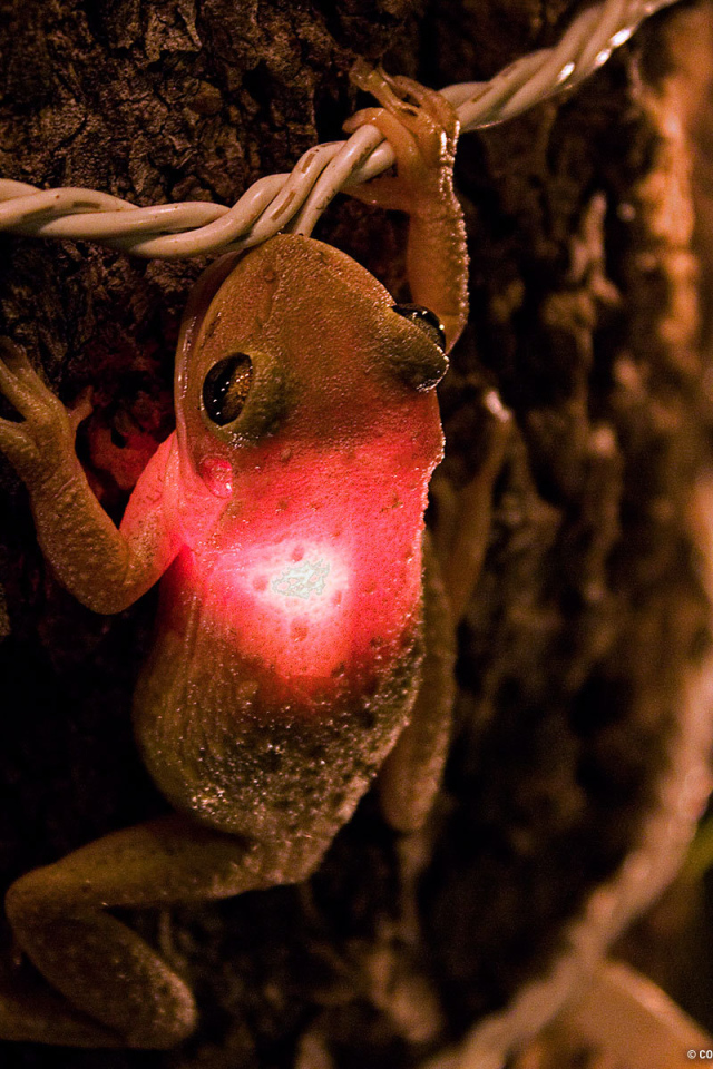 Лягушка проглотила лампочку