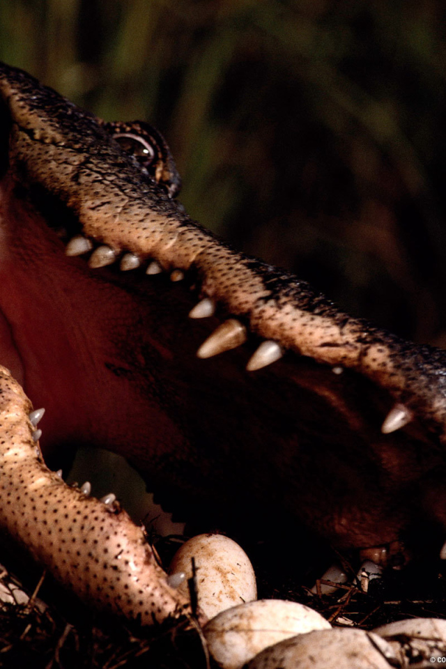 Заботливая мама крокодил