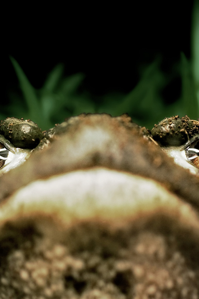 	   Portrait of a frog
