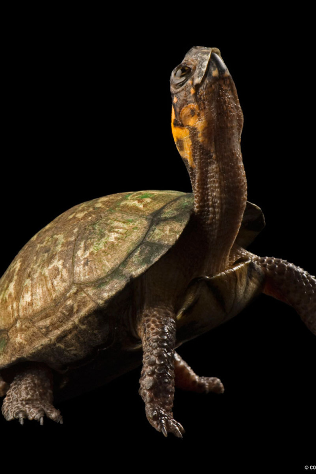 Черепаха на черном фоне