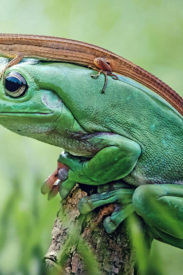 Ящерица верхом на лягушке