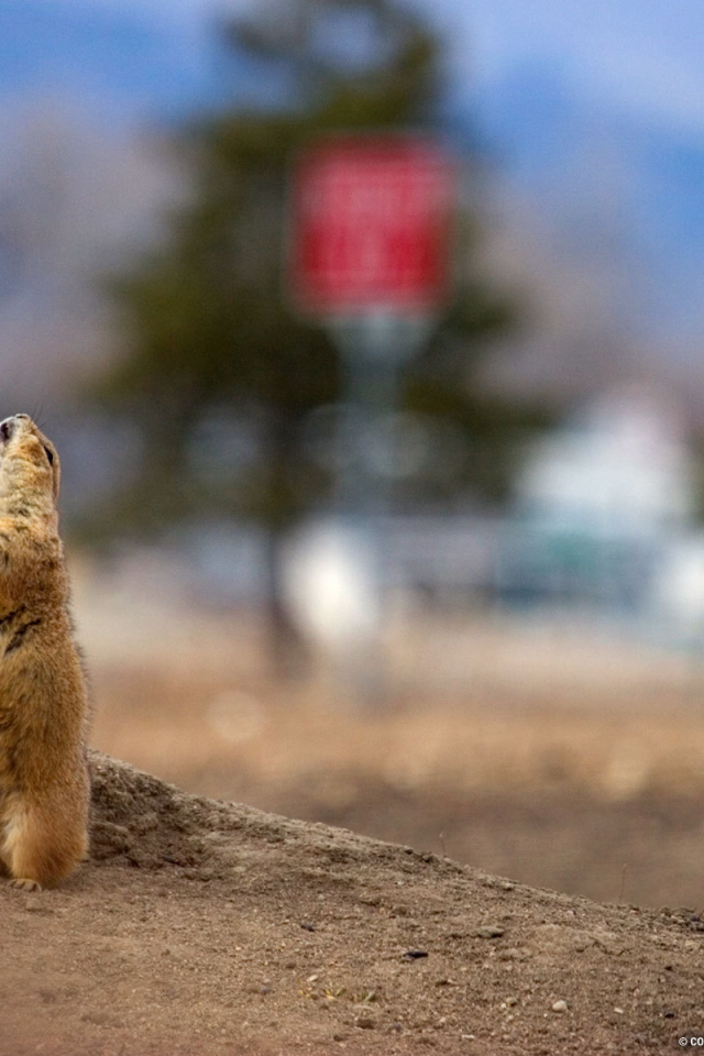 Суслик потягивается