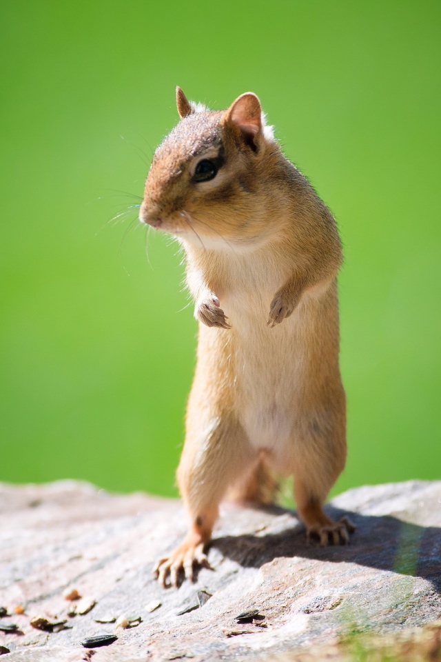 Мышь полевка стоит на задних лапах