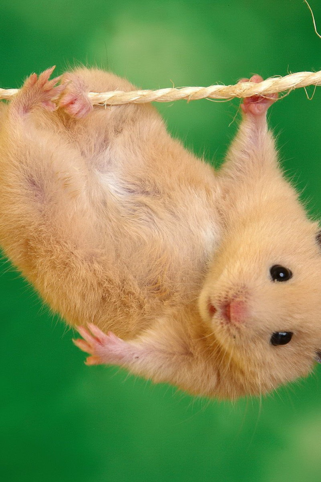 	   Hamster on a rope