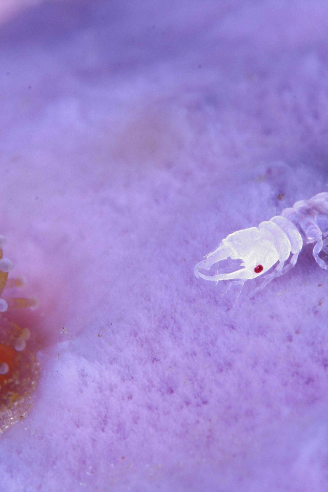 Прозрачное ракообразное животное