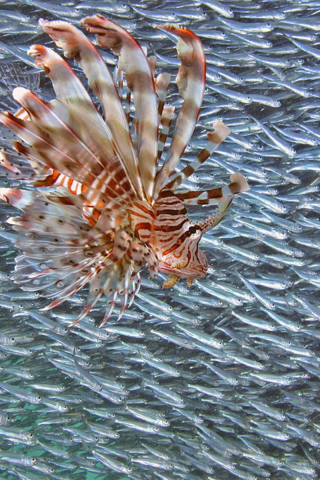 Стая мелкой рыбы