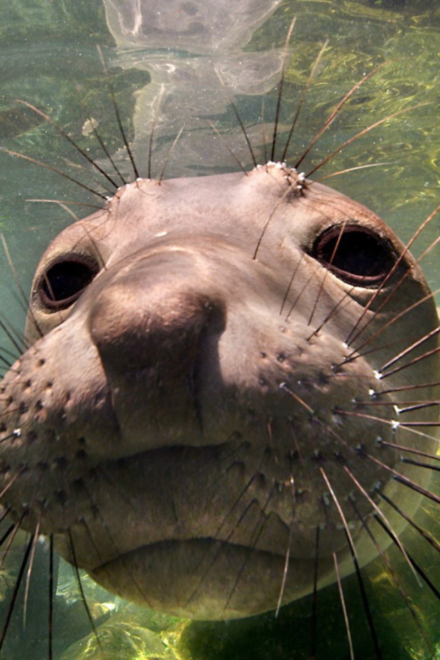 Животное морской слон