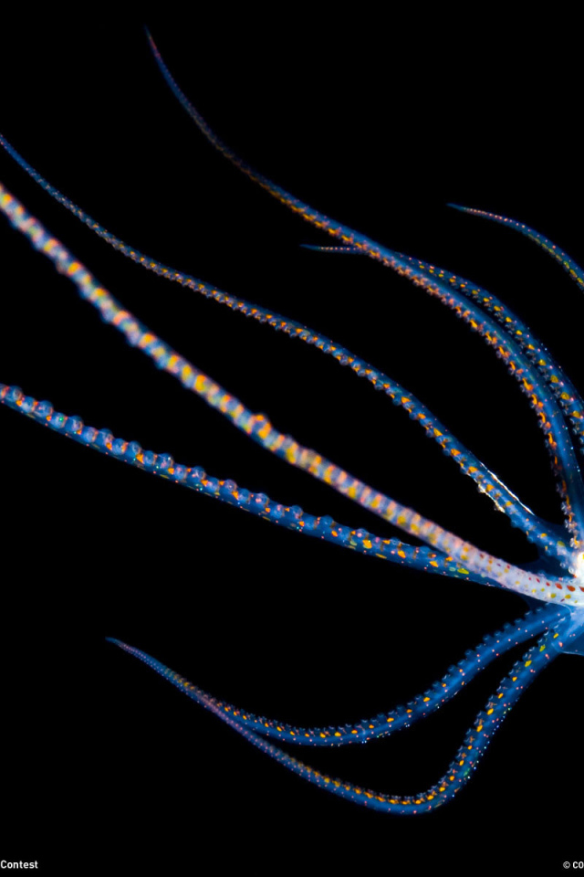 Детеныш осьминога