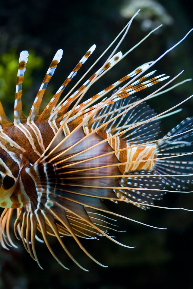 Красивая рыба лев