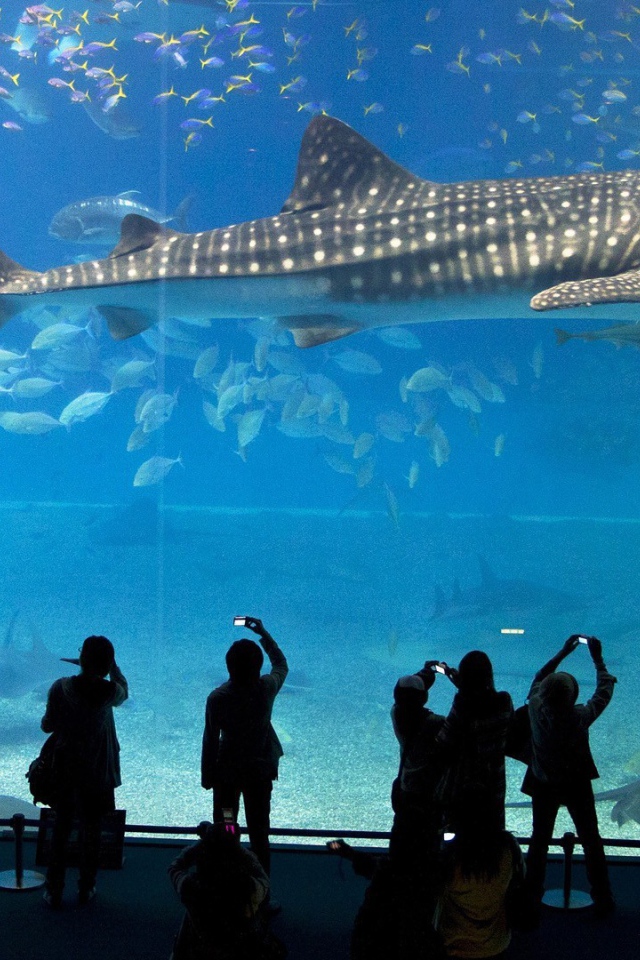 Большая рыба в океанариуме