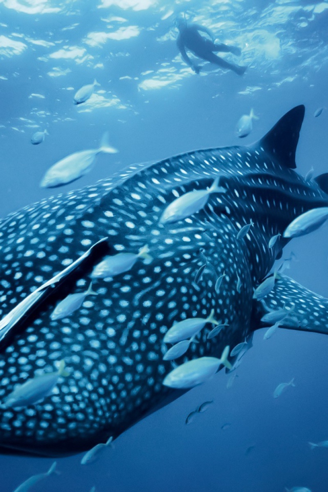 Большая пятнистая рыба в море