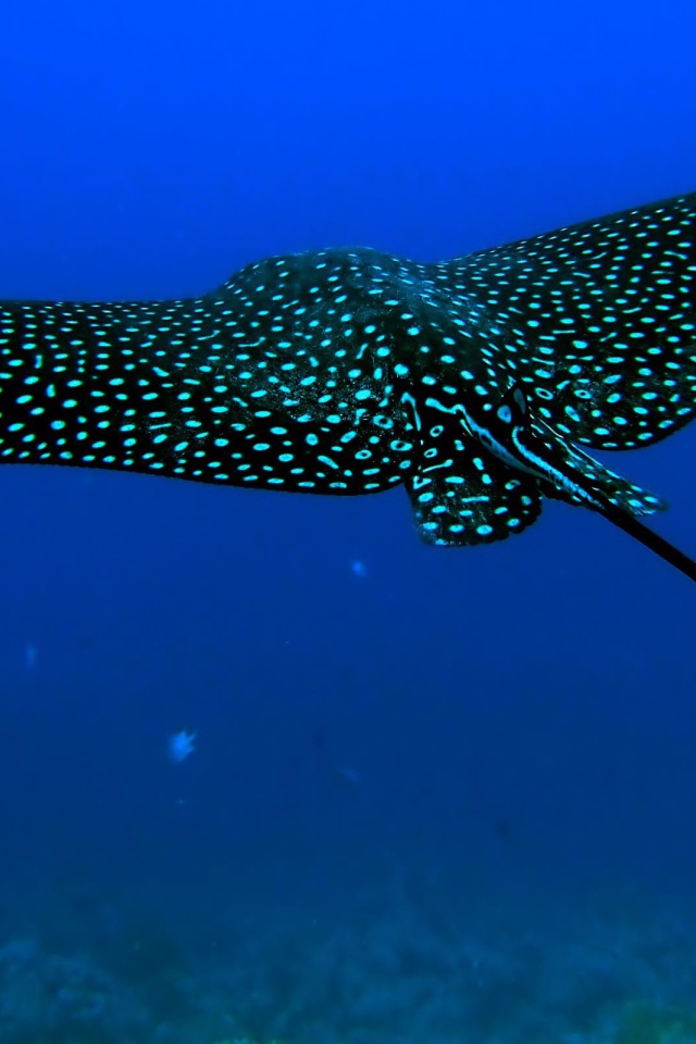 Черный скат стингрей