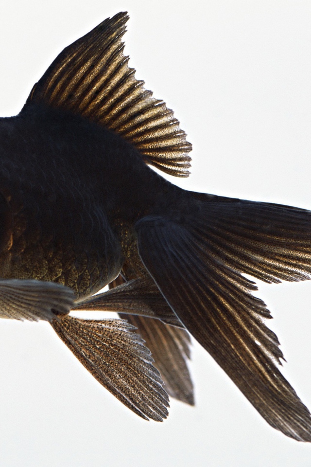 Черная аквариумная рыбка