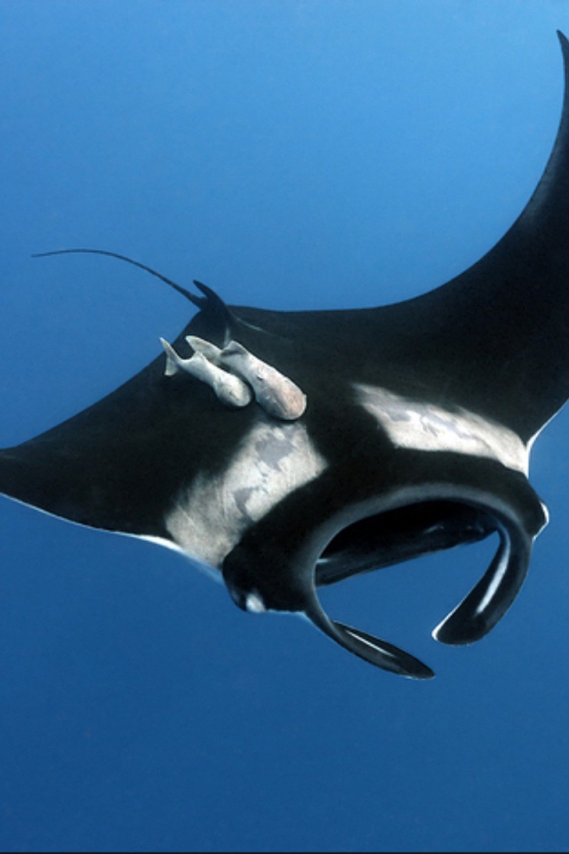 Черный скат в воде