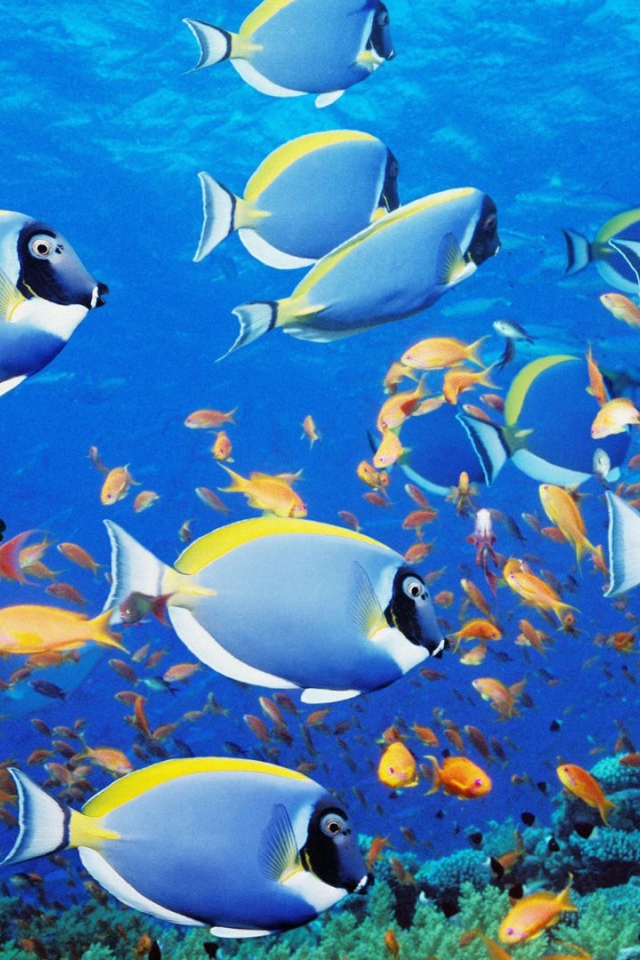 Голубые рыбки в тропиках