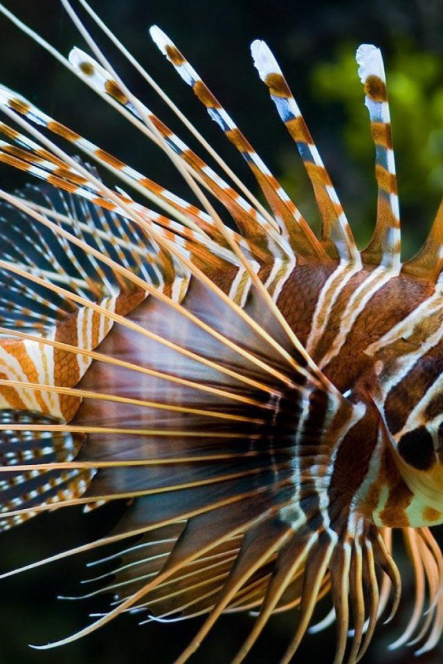 Яркая рыба лев в тропическом море