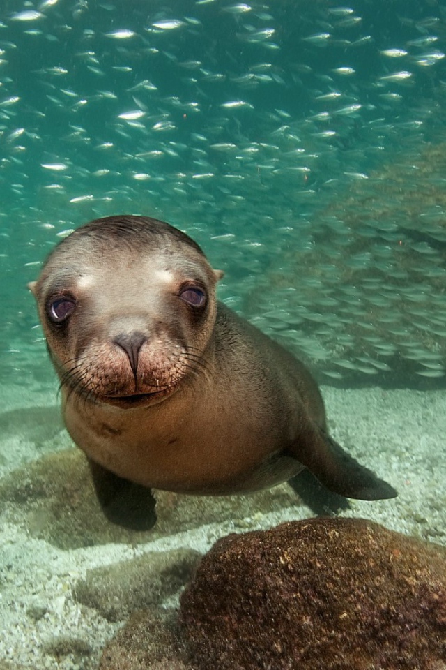 Калифорнийский морской лев