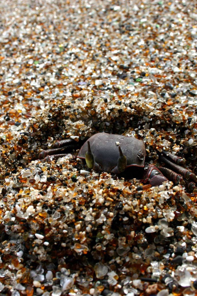 Краб зарывается в песок