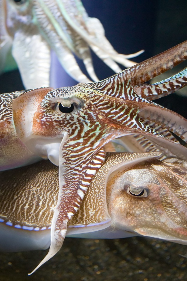 Каракатицы в аквариуме