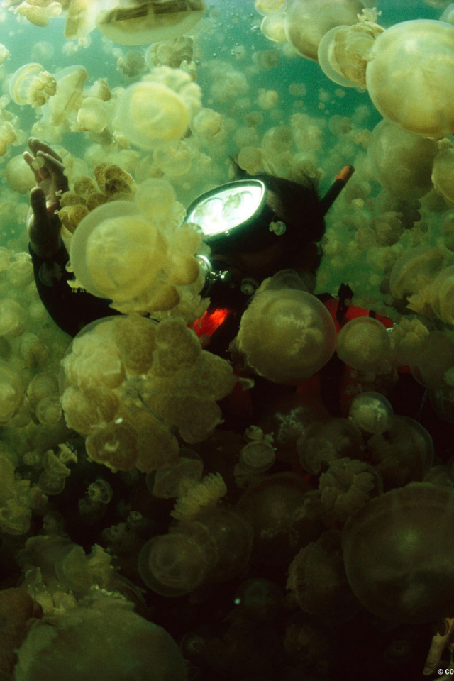 Водолаз в стае медуз