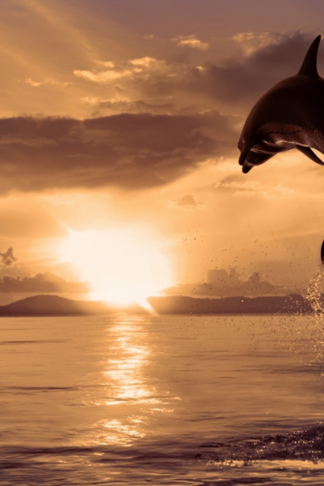 Дельфин высоко выпрыгнул из воды