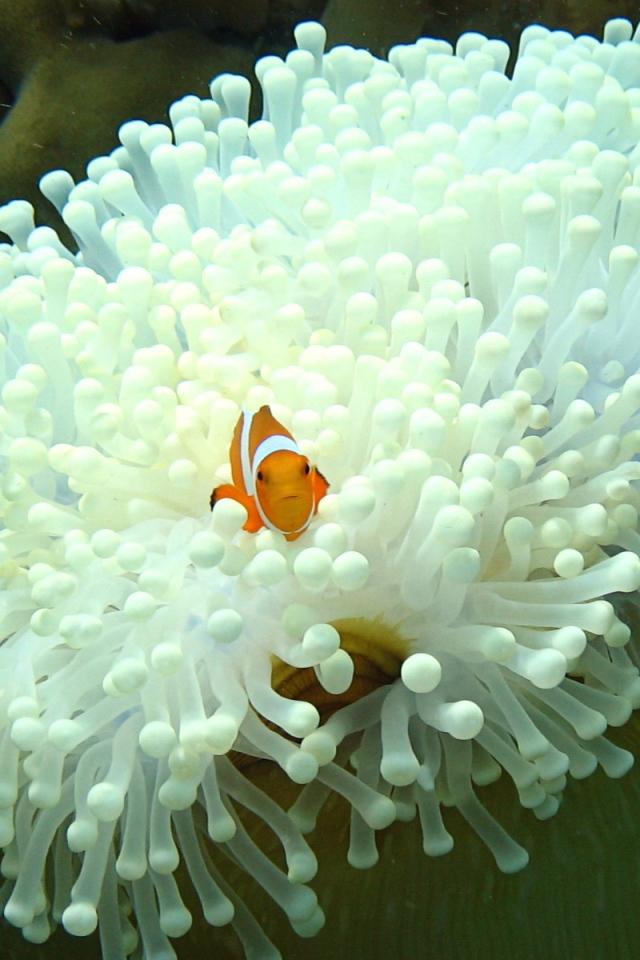 Рыба среди белых анемон