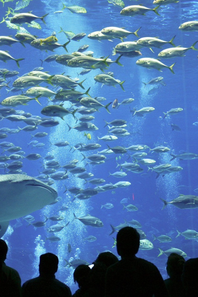 Рыбы в океанариуме