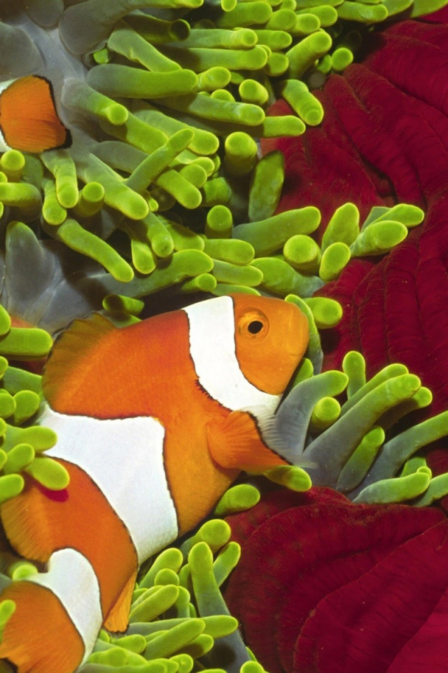 Рыбы среди зеленых анемон