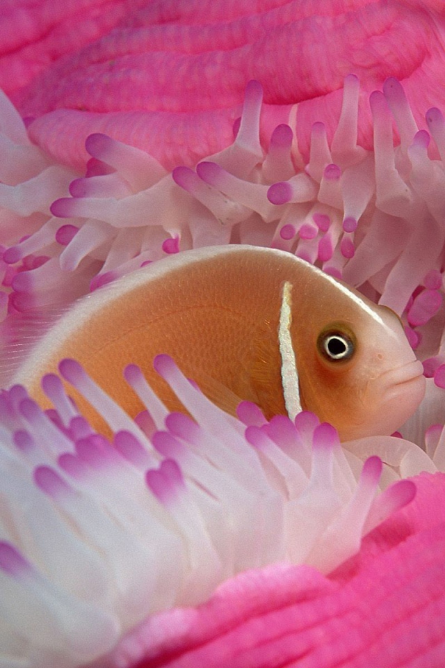 Рыба среди розовых анемон