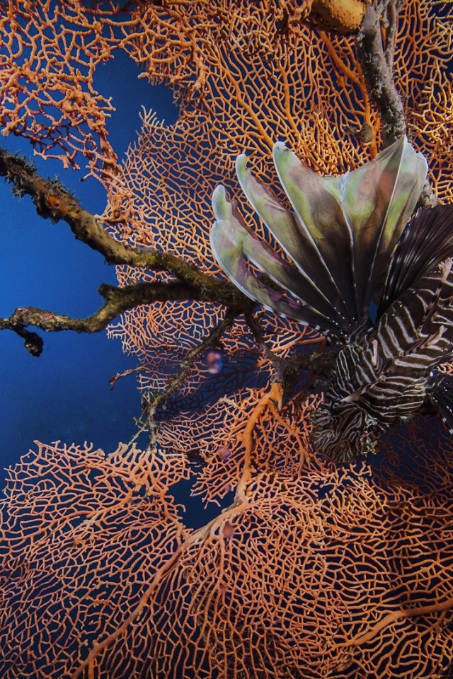 Рыба лев на фоне кораллов