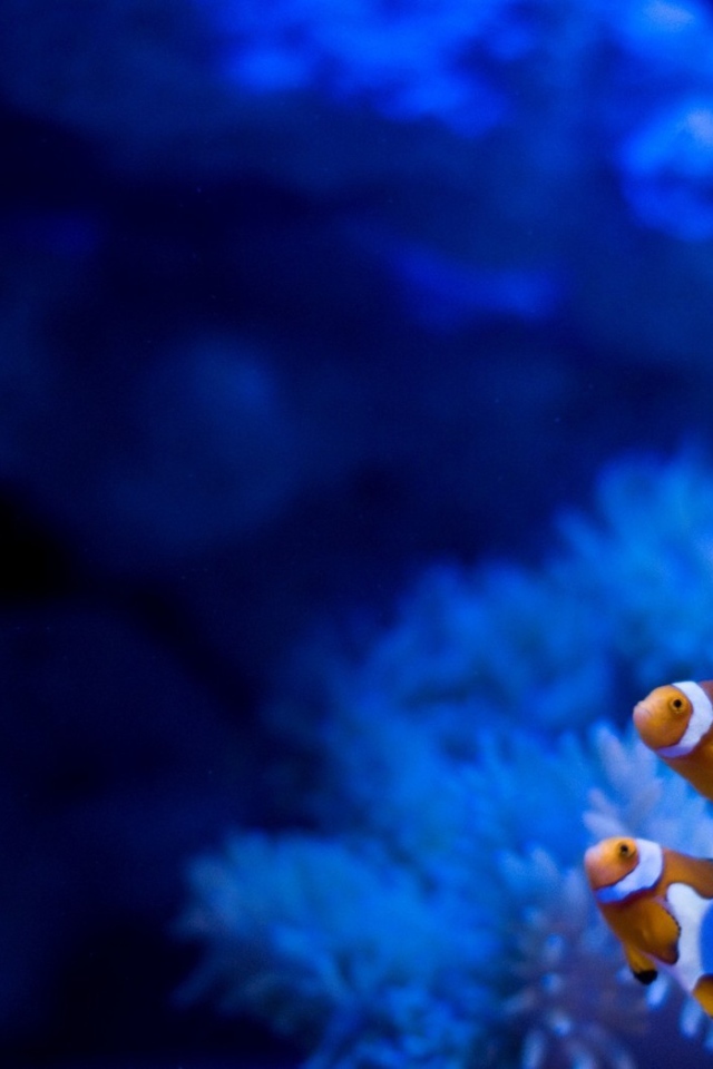 Рыбы на фоне голубых анемон