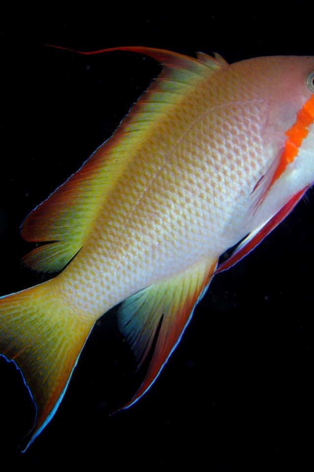 Рыба с оранжевой полосой у глаза