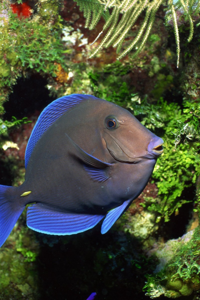Рыба с голубыми плавниками