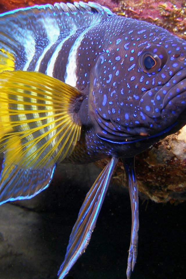 Рыба с желтыми плавниками из тропического моря