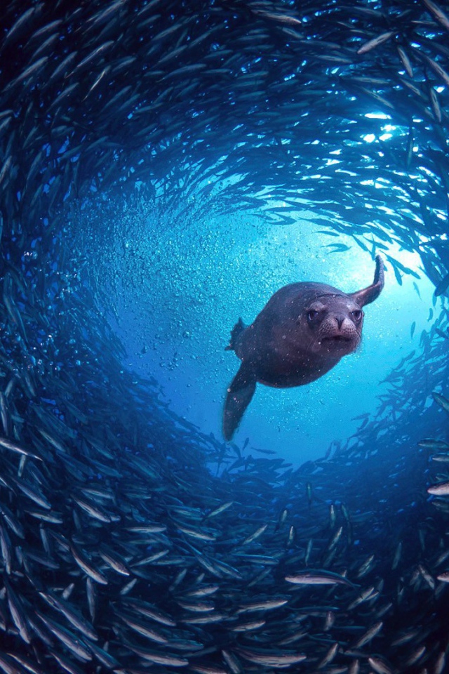 Галапагосский морской лев