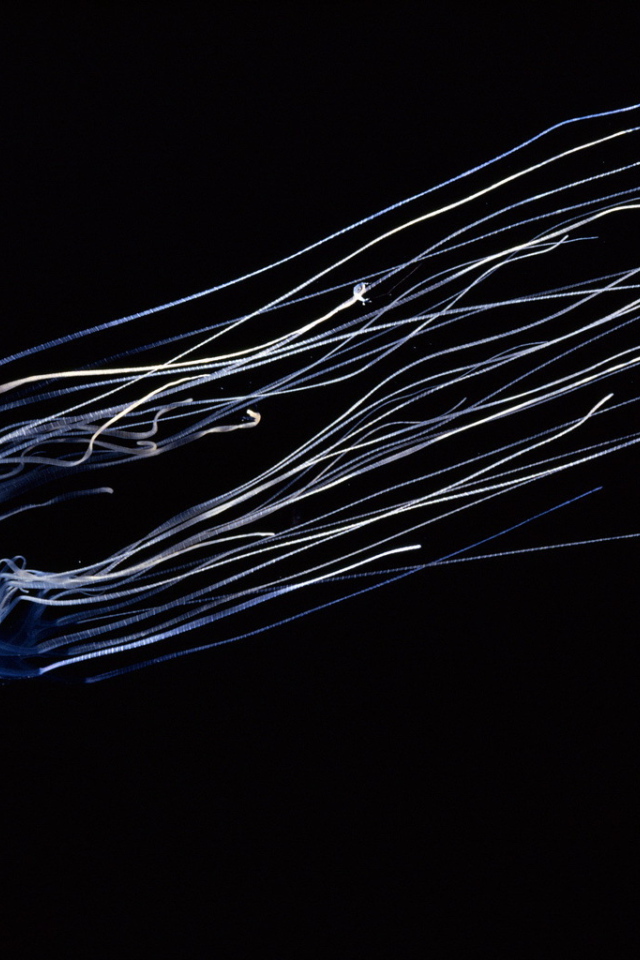 Светящаяся медуза