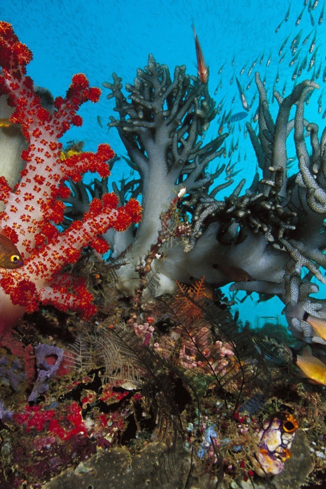 Золотые рыбки среди коралловых полипов