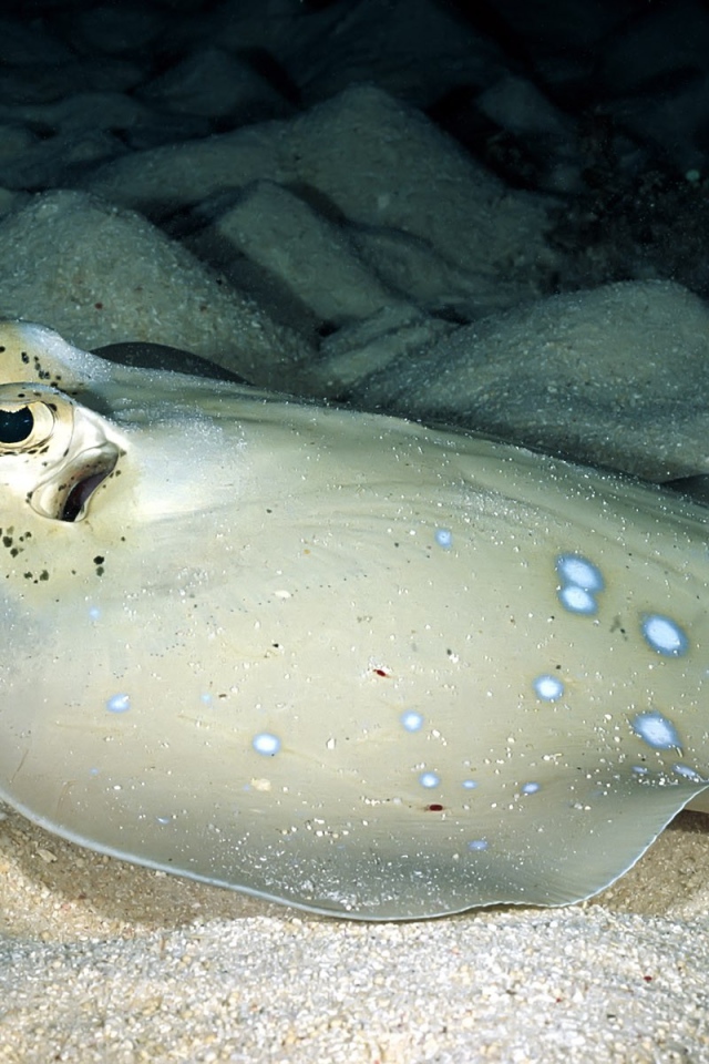 Серый скат на песчаном дне моря