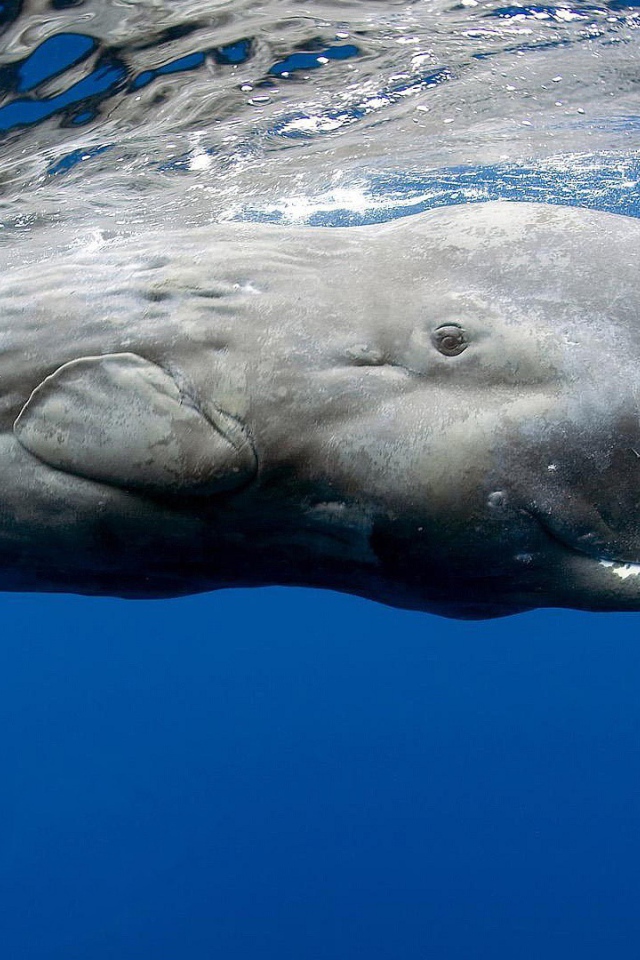 Касатка в голубой воде