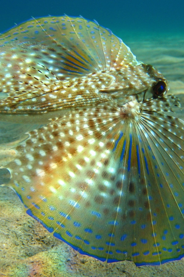 Большие плавники у рыбы