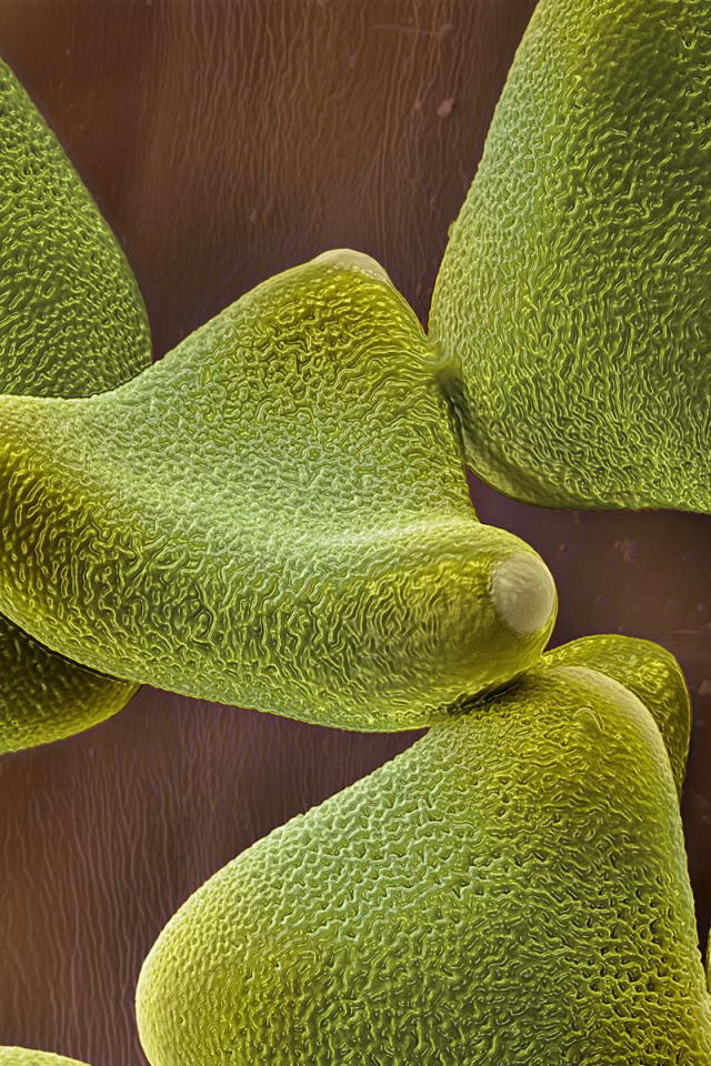 Жизнь под водой