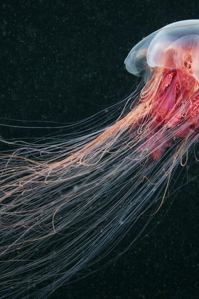 Медуза, черный фон