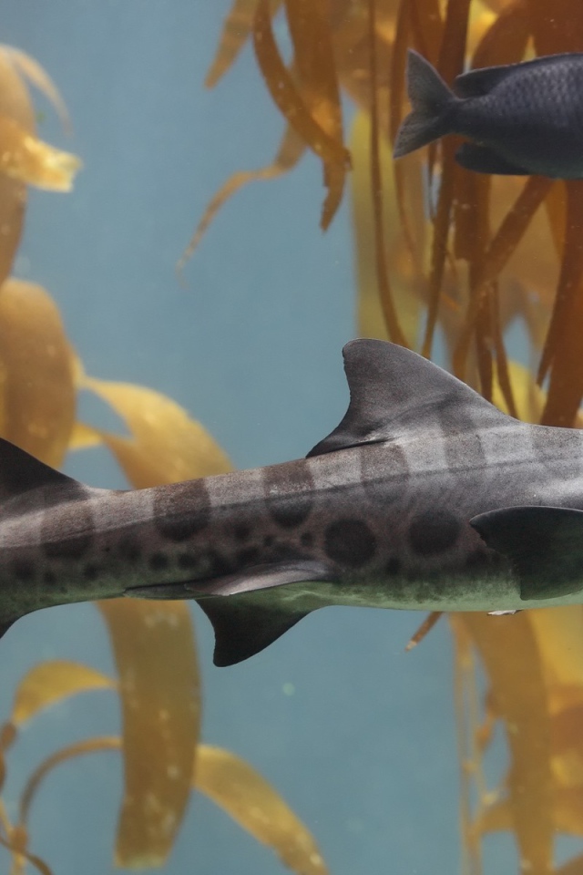 Пятнистая серая рыба в аквариуме