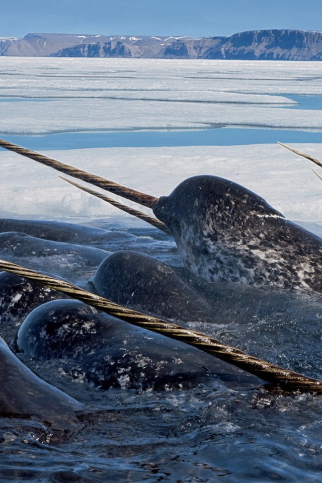 Нарвалы среди льдов