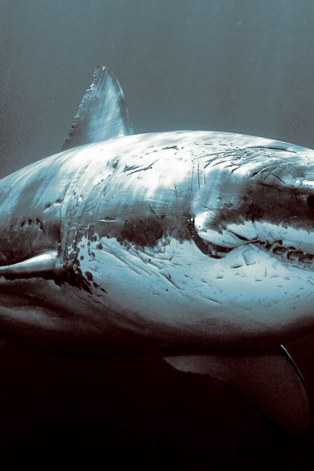 Старая потрепанная акула